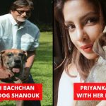 Celebrity Pets