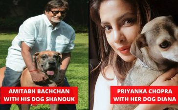 Celebrity Pets