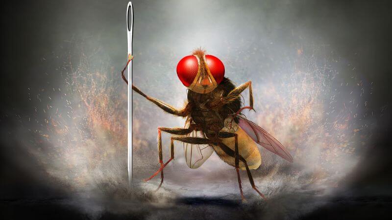 Eega